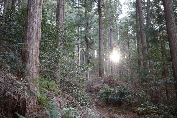 FSC認証を受けた森林