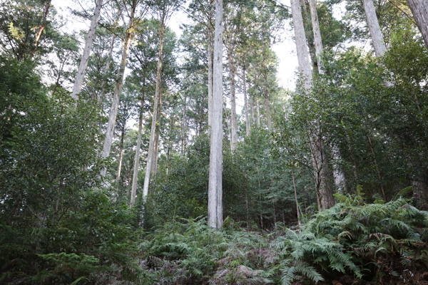 FSCの最初の模擬審査をした際の森